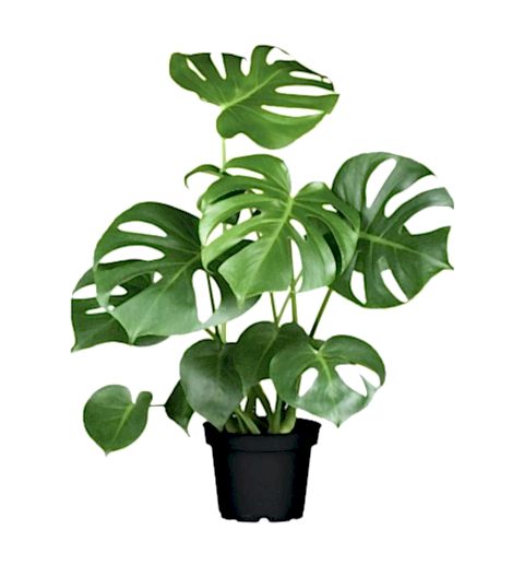 DEVE TABANI MONSTERA 2 ADET - HEDİYELİK EV OFİS BİTKİSİ