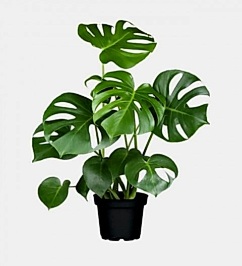 DEVE TABANI MONSTERA - HEDİYELİK EV OFİS BİTKİSİ