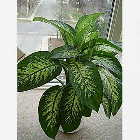 DİFENBAHYA SALON BİTKİSİ 2 ADET - Dieffenbachia Tropic Snow 60-80
