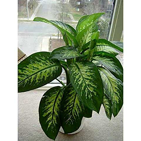 DİFENBAHYA SALON BİTKİSİ 3 ADET - Dieffenbachia Tropic Snow 60-80