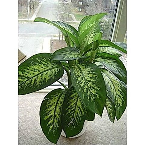 DİFENBAHYA SALON BİTKİSİ 5 ADET - Dieffenbachia Tropic Snow 60-80