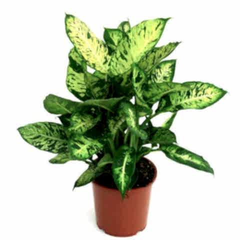 DİFENBAHYA SALON BİTKİSİ 5 ADET - HEDİYELİK - Dieffenbachia Compacta