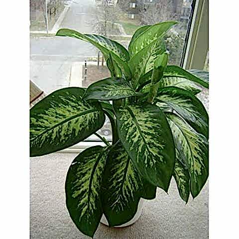 DİFENBAHYA SALON BİTKİSİ - Dieffenbachia Tropic Snow 60-80 cm