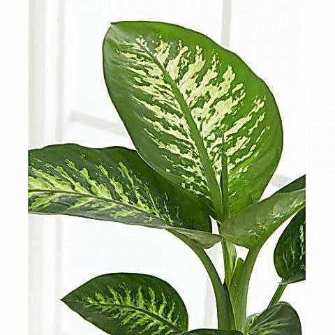 DİFENBAHYA SALON BİTKİSİ - Dieffenbachia Tropic Snow 60-80 cm