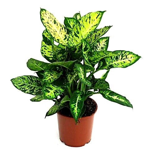 DİFENBAHYA SALON BİTKİSİ  - HEDİYELİK - Dieffenbachia Compacta