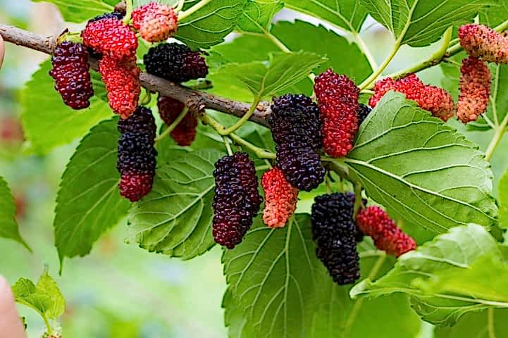 Ekşi Kara Dut ( Urmu) Fidanı 3 Yaş Tüplü ve Aşılı
