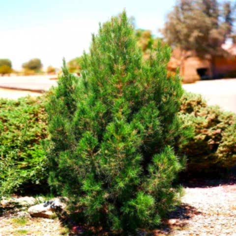 ELDER ÇAMI FİDANI 10 ADET - PİNUS ELDERİCA 30-40 CM