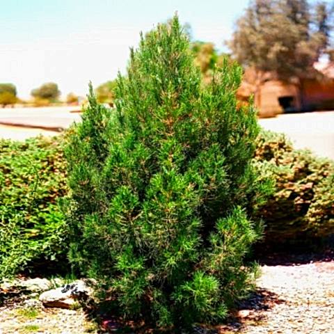 ELDER ÇAMI FİDANI 3 ADET - PİNUS ELDERİCA 30-40 CM