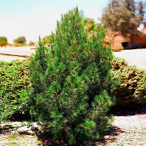 ELDER ÇAMI FİDANI 5 ADET - PİNUS ELDERİCA 30-40 CM