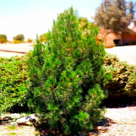 ELDER ÇAMI FİDANI - PİNUS ELDERİCA 30-40 CM