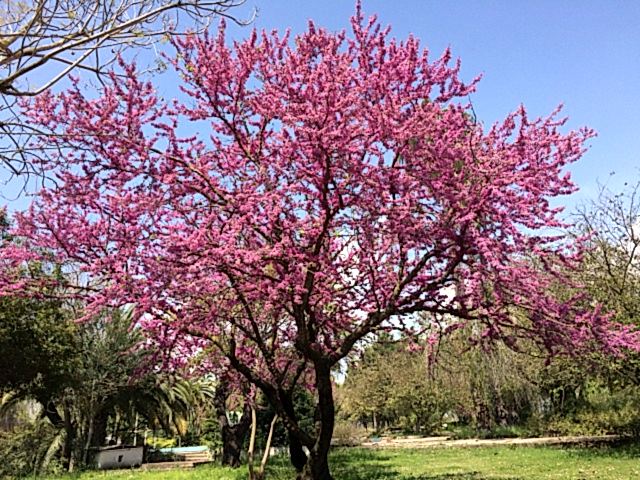 ERGUVAN FİDANI 3 ADET - Cercis Siliquastrum