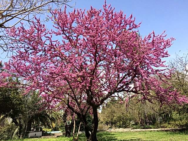 ERGUVAN FİDANI 5 ADET - Cercis Siliquastrum