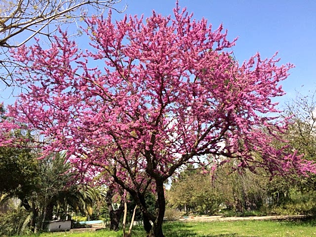 ERGUVAN FİDANI - Cercis Siliquastrum