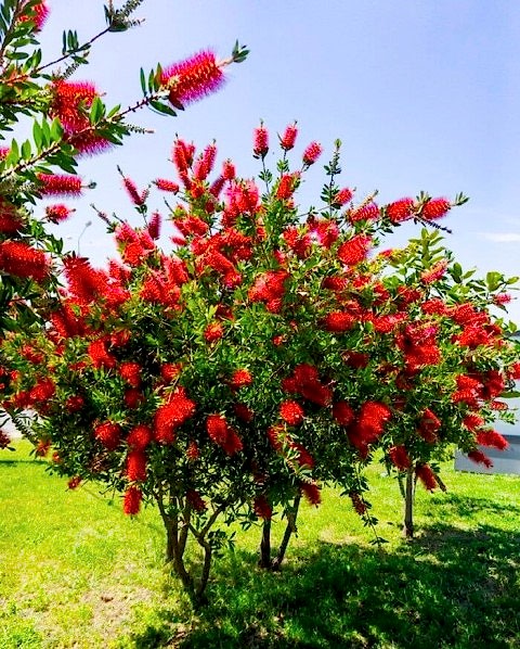 FIRÇA ÇALISI CALLİSTEMON 10 ADET (80-100 CM) ÇİÇEKLİ PEYZAJ/ÇİT BİTKİSİ