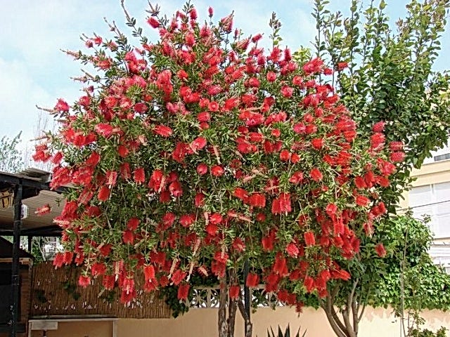 FIRÇA ÇALISI CALLİSTEMON 20 - 30 CM