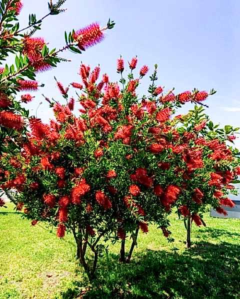 FIRÇA ÇALISI CALLİSTEMON 3 ADET (80-100 CM) ÇİÇEKLİ PEYZAJ/ÇİT BİTKİSİ