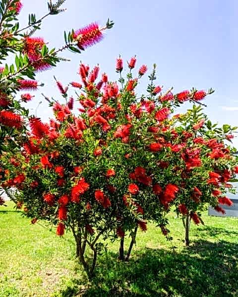 FIRÇA ÇALISI CALLİSTEMON 5 ADET (80-100 CM) ÇİÇEKLİ PEYZAJ/ÇİT BİTKİSİ