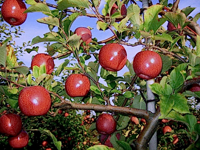 FUJİ KİKU ELMA FİDANI 1 ADET - AŞILI VE TÜPLÜ