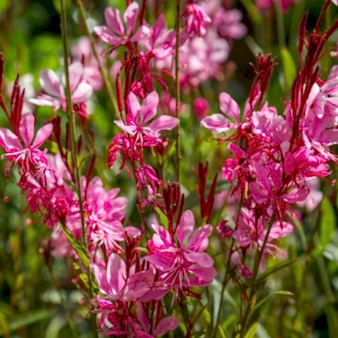 GAURA ÇİÇEĞİ 20 ADET - ÇOK YILLIK DIŞ MEKAN ÇİÇEĞİ
