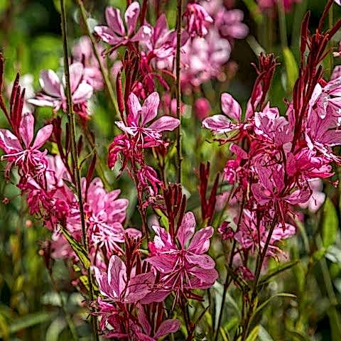 GAURA  ÇİÇEĞİ 30 ADET  - ÇOK YILLIK DIŞ MEKAN ÇİÇEĞİ