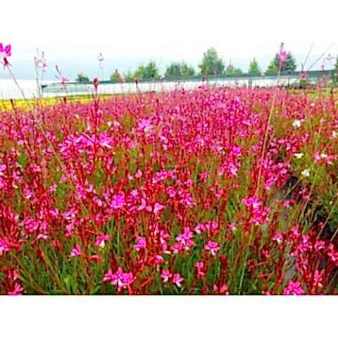 GAURA ÇİÇEĞİ 5 ADET - ÇOK YILLIK DIŞ MEKAN ÇİÇEĞİ