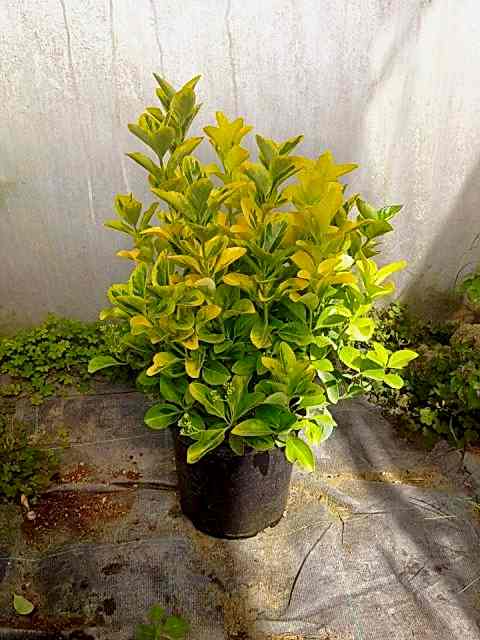 GOLD TAFLAN 10 ADET - BÜYÜK BOY 40 - 50 cm
