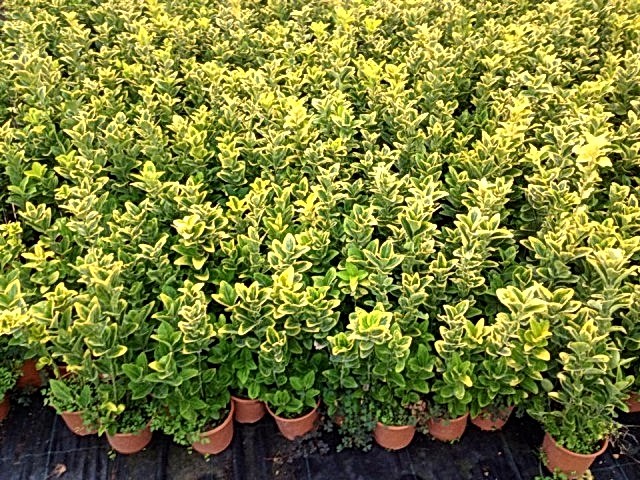 GOLD TAFLAN 3 ADET - SARI ÇİT BİTKİSİ