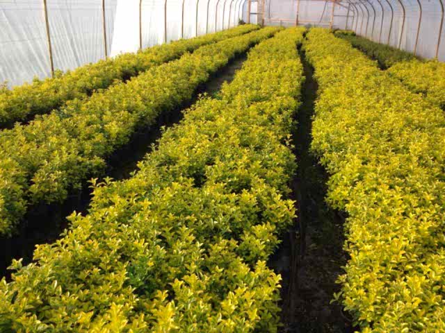 GOLD TAFLAN 5 ADET PAKET - SARI ÇİT BİTKİSİ