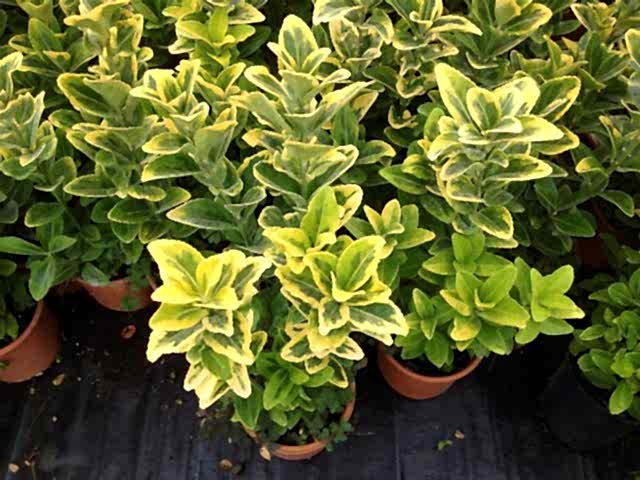 GOLD TAFLAN 5 ADET PAKET - SARI ÇİT BİTKİSİ