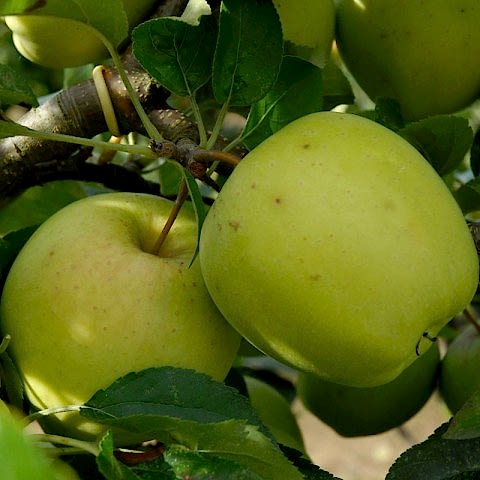 Golden Delicious Elma Fidanı 3 Yaş Tüplü ve Aşılı