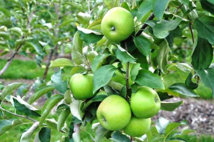 GRANNY SMITH ELMA FİDANI 1 ADET - Aşılı ve Tüplü