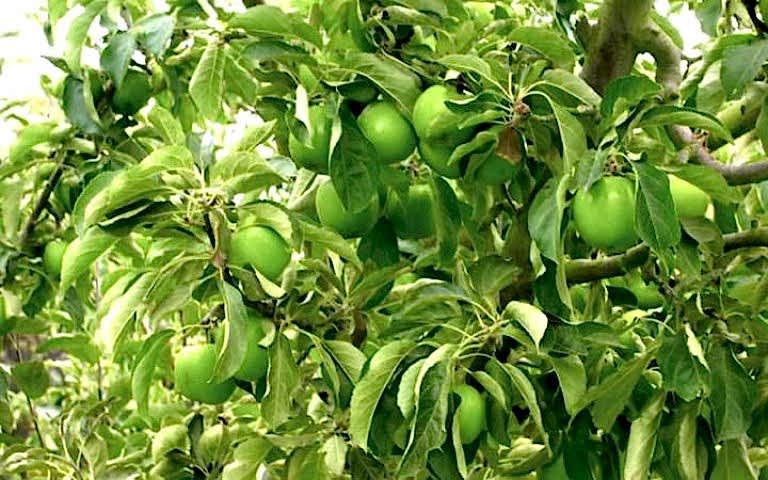 GRANNY SMITH ELMA FİDANI 1 ADET - Aşılı ve Tüplü
