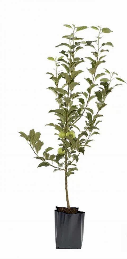 GRANNY SMITH ELMA FİDANI 1 ADET - Aşılı ve Tüplü