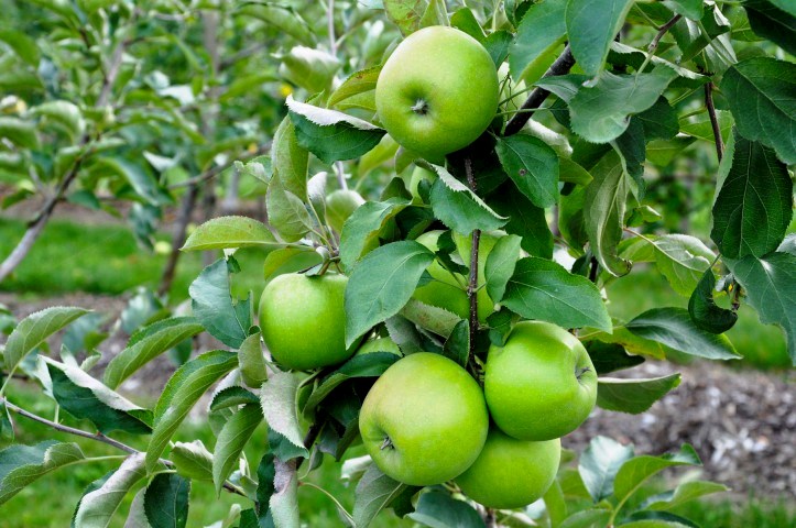 GRANNY SMITH ELMA FİDANI 3 ADET - Aşılı ve Tüplü