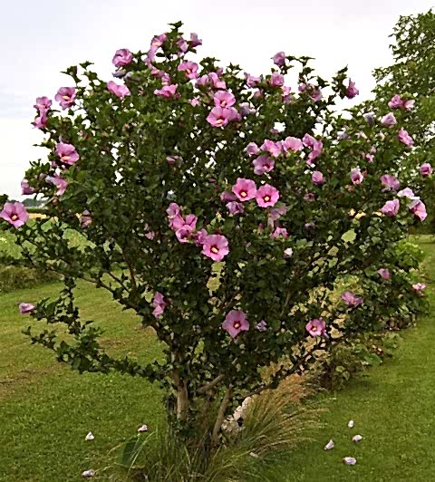 GÜL HATMİ FİDANI 50-70 cm