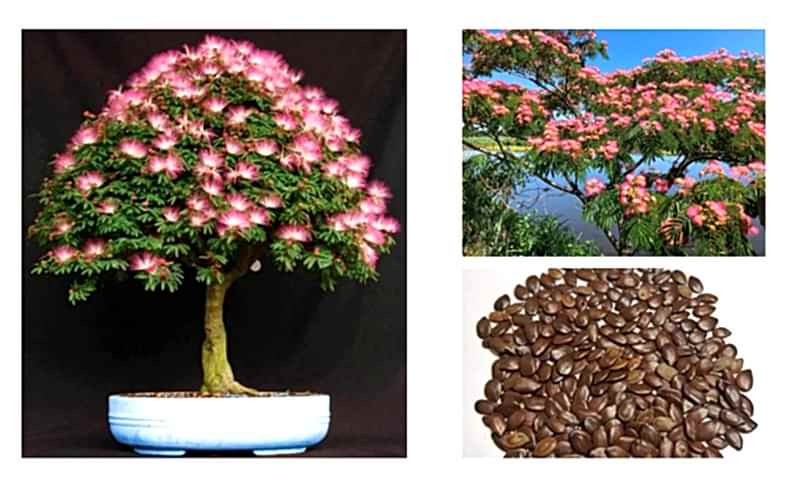 GÜLİBRİŞİM AĞACI TOHUMU 100 ADET (BONSAİ TEKNİĞİNE UYGUN TÜR)