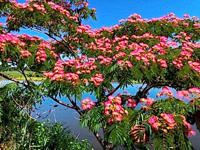 GÜLİBRİŞİM FİDANI - İPEK AĞACI (Albizia Julibrissin)