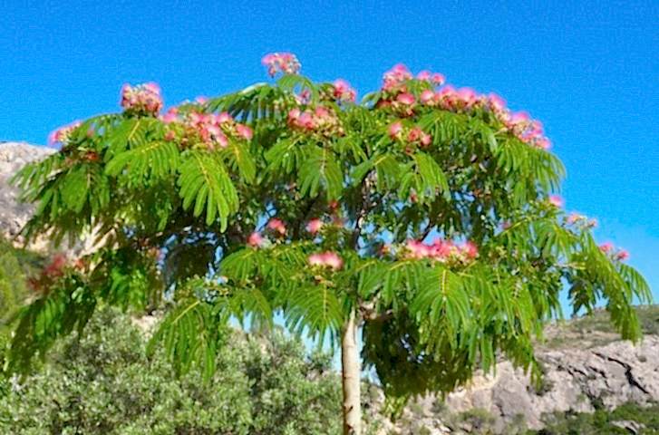 GÜLİBRİŞİM FİDANI - İPEK AĞACI (Albizia Julibrissin)