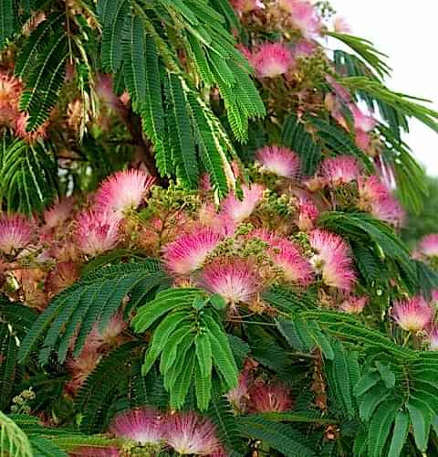 GÜLİBRİŞİM FİDANI - İPEK AĞACI (Albizia Julibrissin)