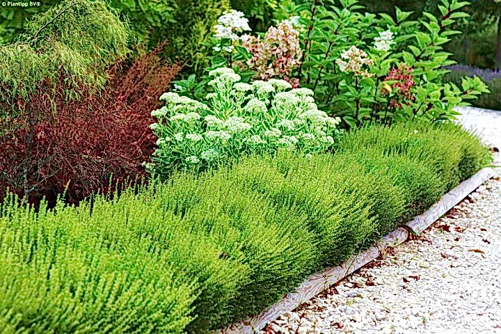 HANIMELİ ÇİT BİTKİSİ 3 ADET 'Lonicera Nitida'