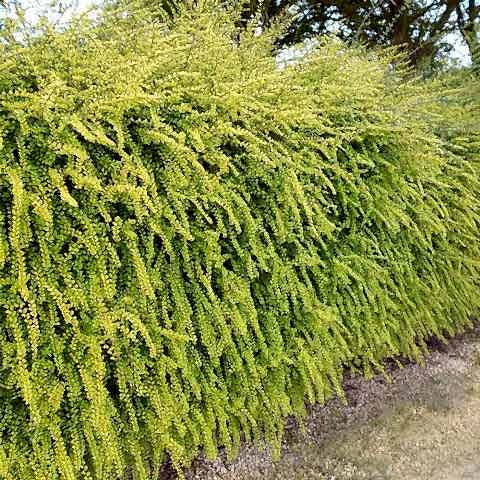 HANIMELİ ÇİT BİTKİSİ 5 ADET 'Lonicera Lemon Beauty'