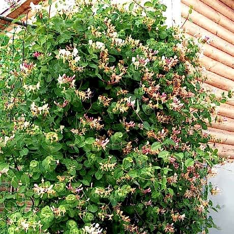 HANIMELİ SARMAŞIK 10 ADET ÇİÇEKLİ, KOKULU, SARILICI BİTKİ