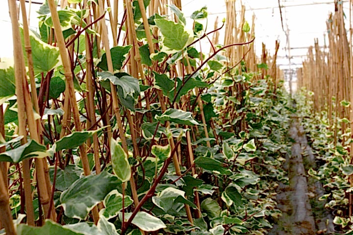 HEDERA ORMAN SARMAŞIĞI 1 ADET - ALACALI SARILICI BİTKİ
