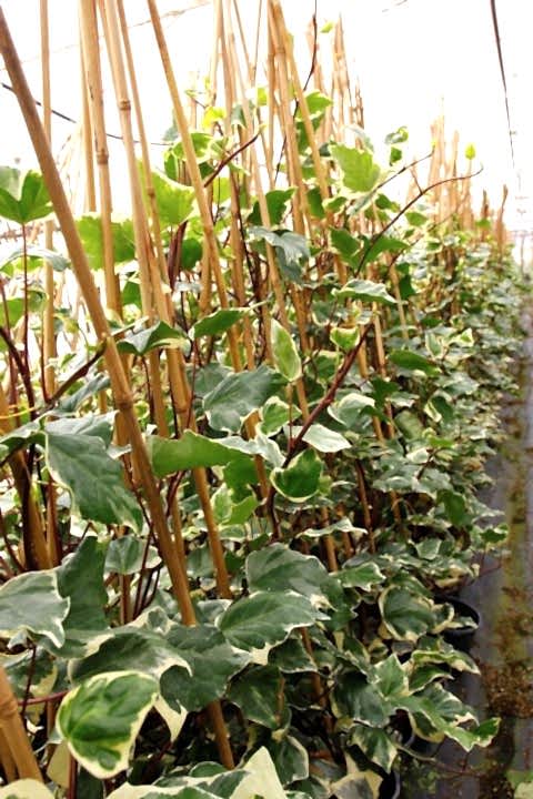 HEDERA ORMAN SARMAŞIĞI 10 ADET - ALACALI SARILICI BİTKİ