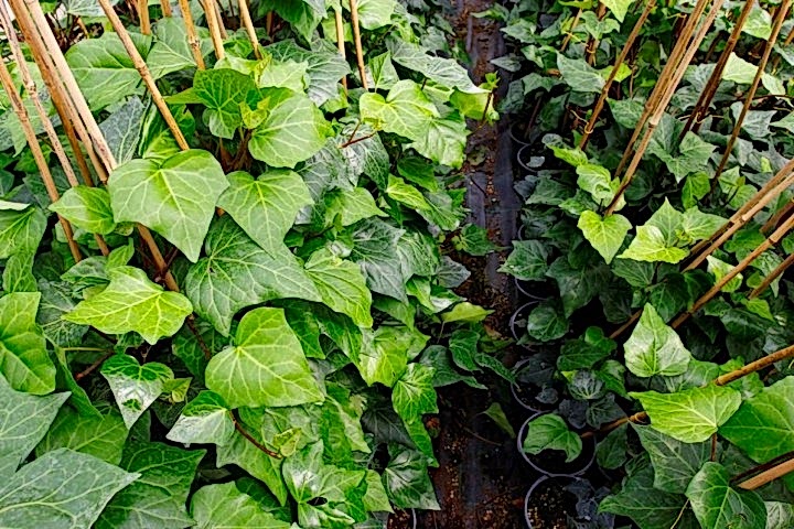 HEDERA ORMAN SARMAŞIĞI 1.5 Metre