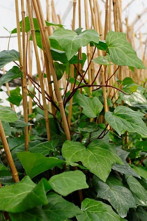 HEDERA ORMAN SARMAŞIĞI 1.5 Metre