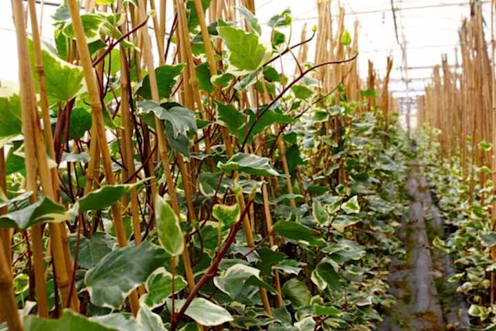 HEDERA ORMAN SARMAŞIĞI 3 ADET - ALACALI SARILICI BİTKİ
