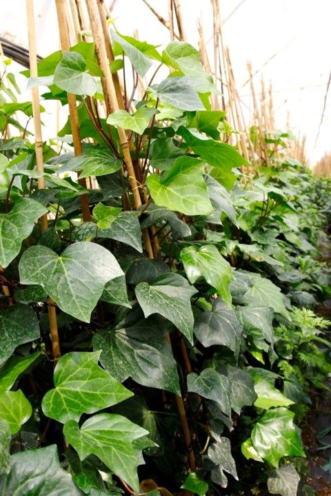 HEDERA ORMAN SARMAŞIĞI 5 ADET 1.5 Metre