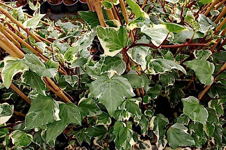HEDERA ORMAN SARMAŞIĞI 5 ADET - ALACALI SARILICI BİTKİ