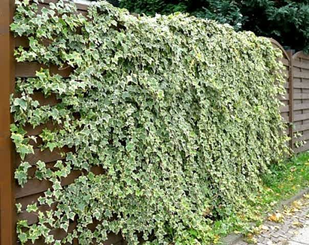 HEDERA SARMAŞIK 10 ADET - 1.5 + METRE SARILICI BİTKİ